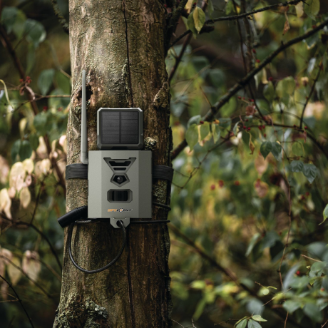 SPYPOINT SB-500S Security Box mounted to a tree in woodland setting with cable lock and Flex-S camera installed