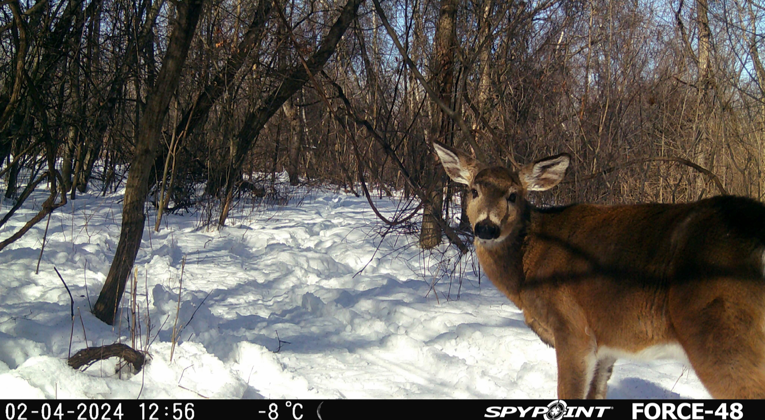 Trail camera capture in colour showing a deer in snowy woodland