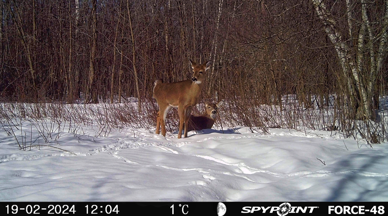 Trail camera capture in colour showing deer in snowy woodland