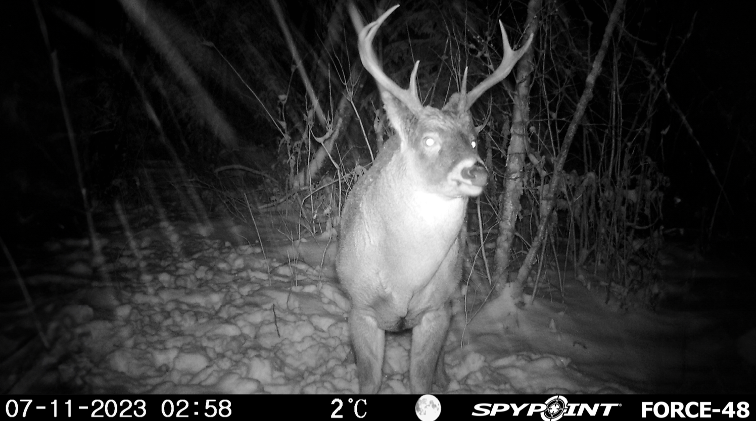 Trail camera capture in black-and-white showing a deer at night