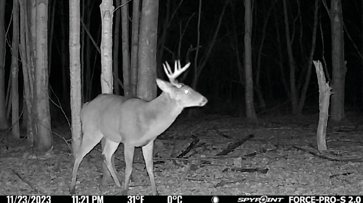 Night vision image of a buck captured by SPYPOINT Force-Pro-S 2.0 in black and white