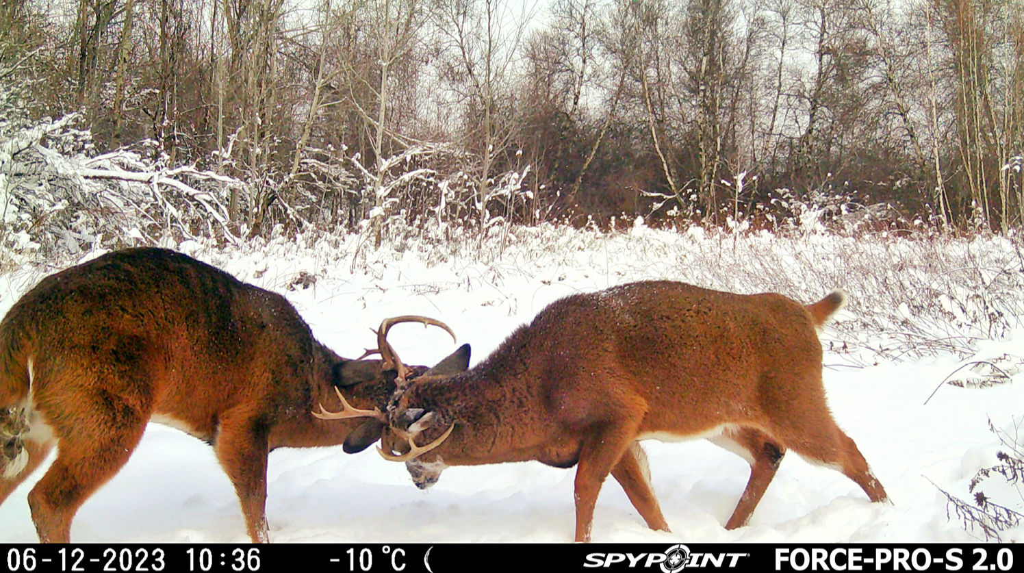 Trail camera capture of two deer sparring in early winter