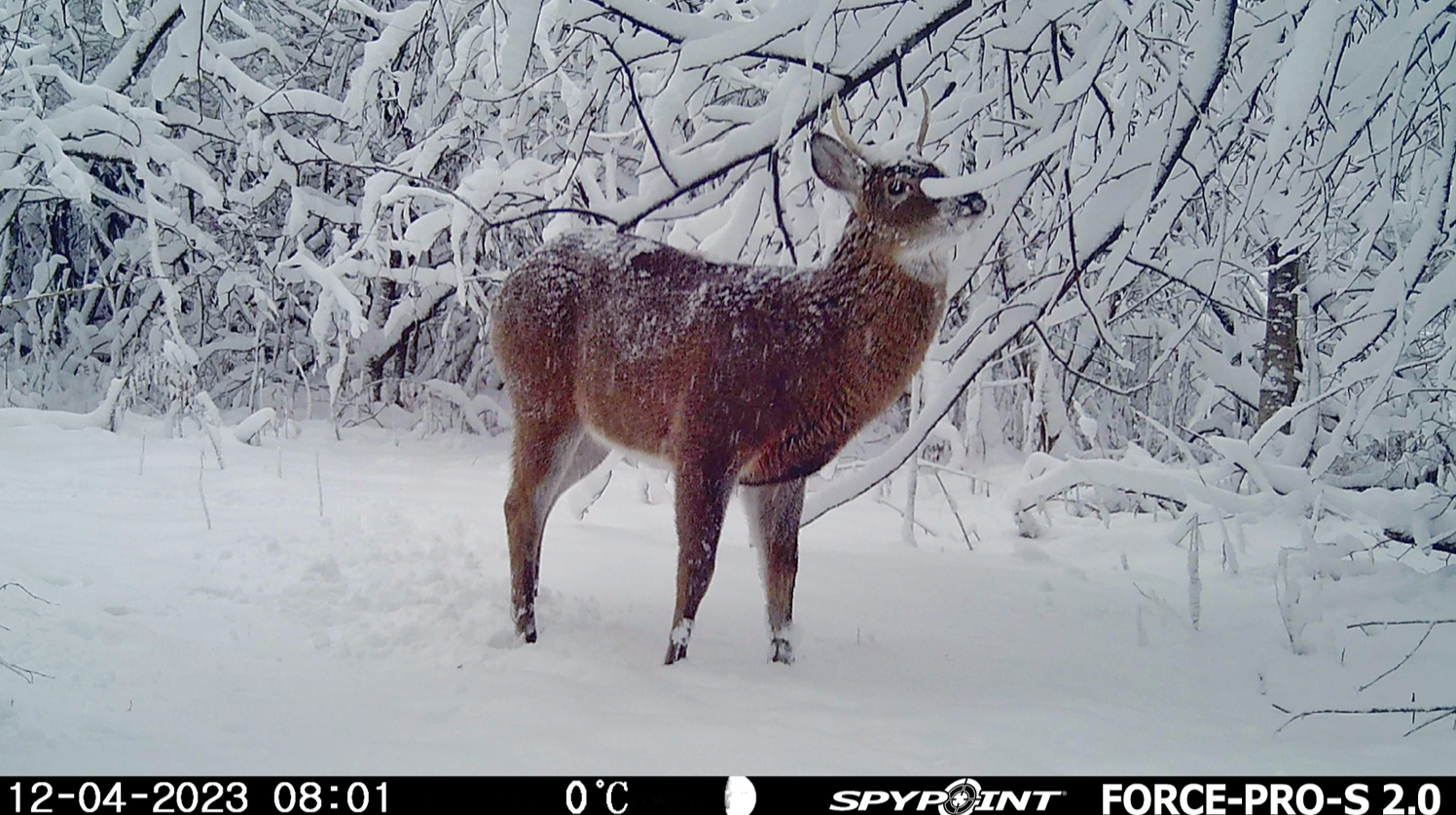 Daytime trail camera capture of deer in snowy woodland