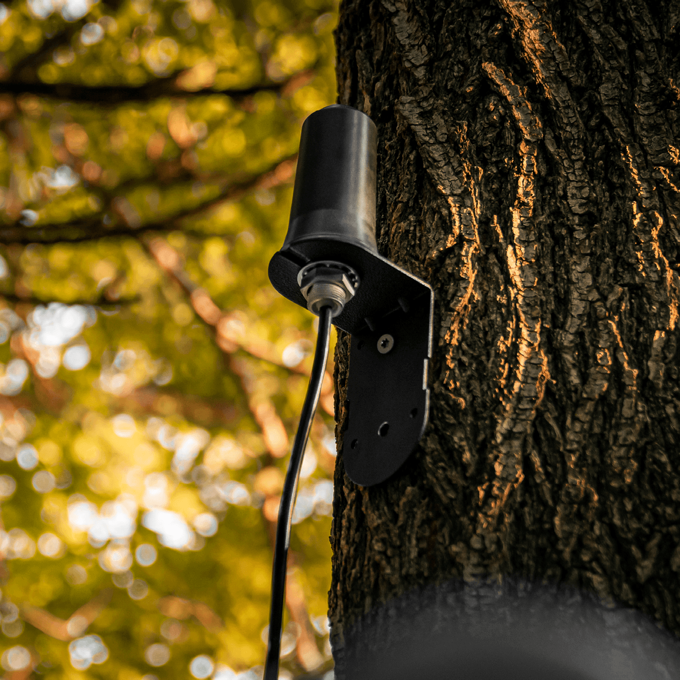 SPYPOINT CA-01 antenna mounted to a tree in outdoor setting with bracket secured and cable routed downward